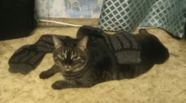 Timeline: курс 2022