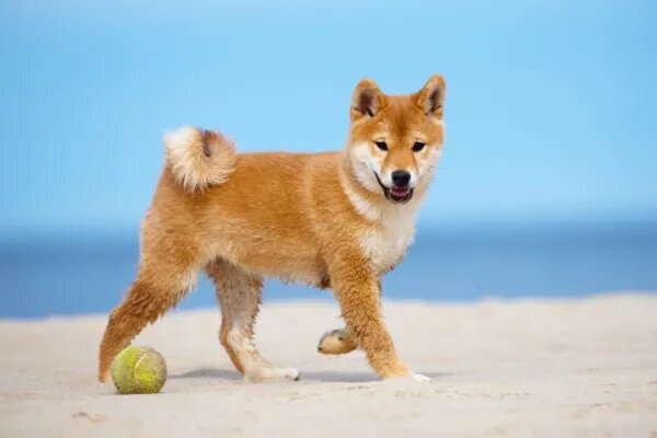 7. Shiba Inu