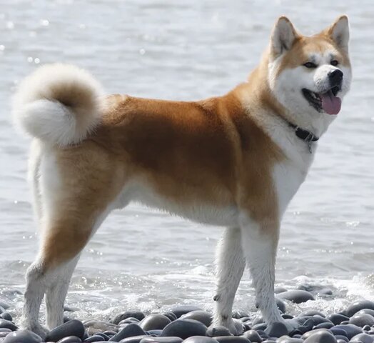 8. Akita Inu