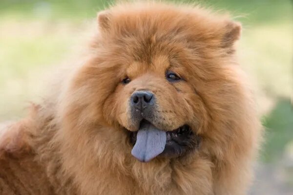 10. Chow Chow