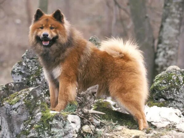 11. Eurasier