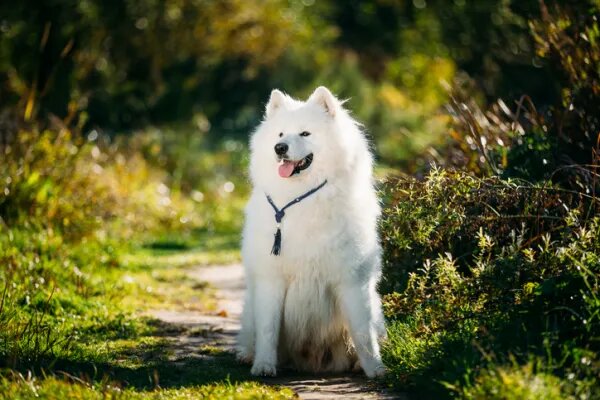 12. Samoyedo