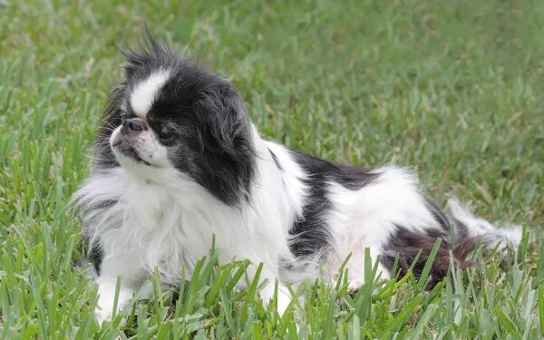 14. Chin Japonés o Spaniel Japonés