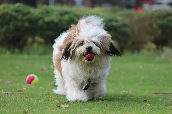17. Lhasa Apso