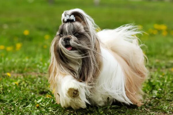 18. Shih Tzu