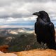 Raven standing on a high cliff