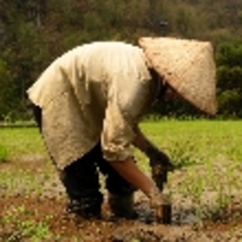 Citizens Work in Collectives