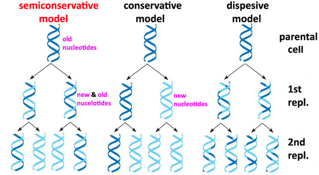 Meselson and Stahl publish "THE REPLICATION OF DNA IN ESCHERICHIA COLI"