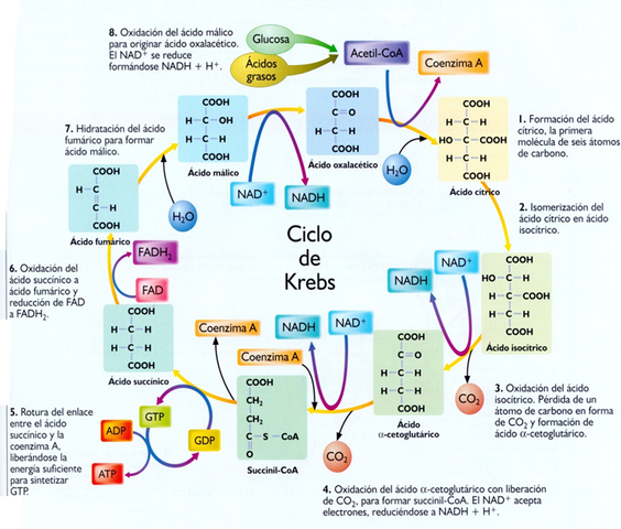 Ciclo de la urea y ciclo de los ácidos tricarboxílicos