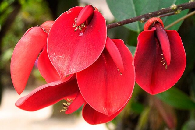 Desconexión del servidor INFED 2000, comienzos de lo que sería el Plan Ceibal