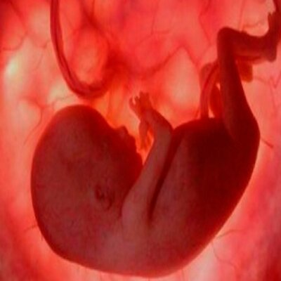 Timeline: Etapas del desarrollo prenatal