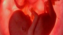 Timeline: Etapas del desarrollo prenatal