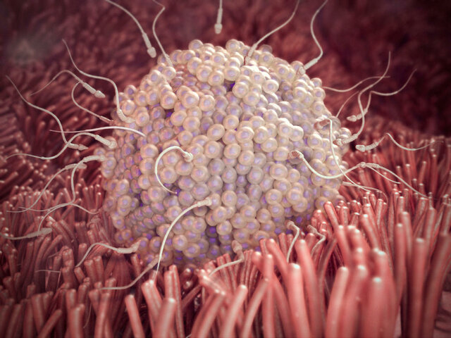 El rango normal de gestación fluctúa entre 37 y 41 semanas