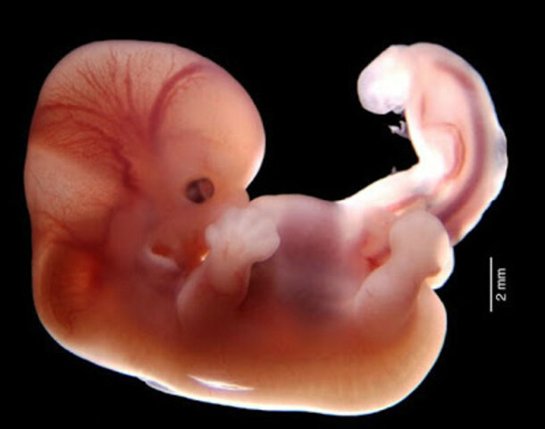 Etapa embrionaria