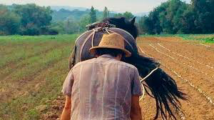 Comença apareixer agricultura i remederia.