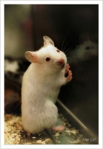 Ageing gene in mice identified