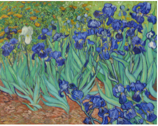 Irises