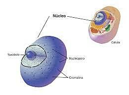 Descubrimiento del núcleo