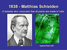 Observación de células vegetales