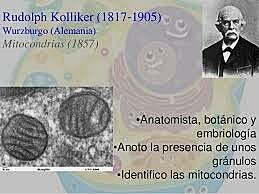 Descubrimiento de las mitocondrias