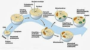 Teoría Endosimbiótica