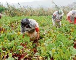 VII Censo de Poblacio, II Censo de Habitación y II Censo agropecuario
