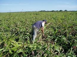 III Censo agropecuario