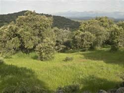 La pérdida de borneo