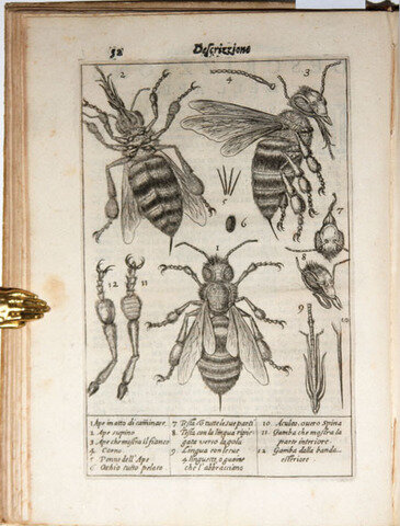 Francesco Stelluti & Federico Cesi