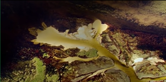 3.500 millones de años: Microorganismos