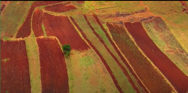 10 mil años: La agricultura