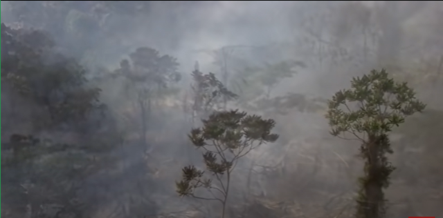 Siglo XX: Deforestación