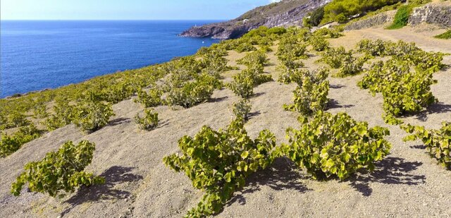 COLTIVAZIONE DELLA VÌTE AD ALBERELLO DI PANTELLERIA