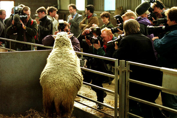 DOLLY SHEEP CLONING