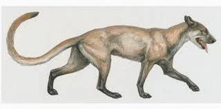 Second Evolution -- The Leptocyn -- 35 million years ago