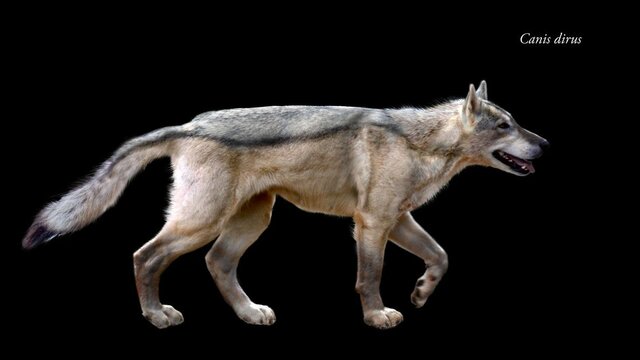 Wolves  -- 5-7 million years ago