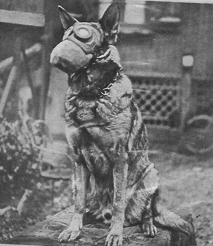 German Shepherds in WW1