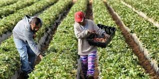 Tratado de Libre Comercio México - Estados Unidos - Canadá (T-MEC)