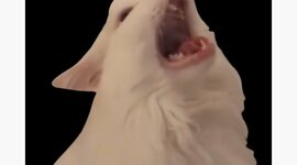 Timeline: 6406DanielEvalHist