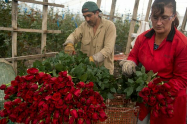 Rosas Ecuatorianas
