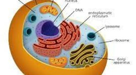 Timeline: Το κύτταρο