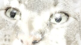 Timeline: timelinezxc