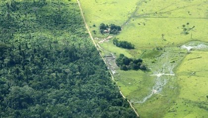 Desde 1970 se ha perdido solo en Brasil una superficie forestal más grande que toda Francia.