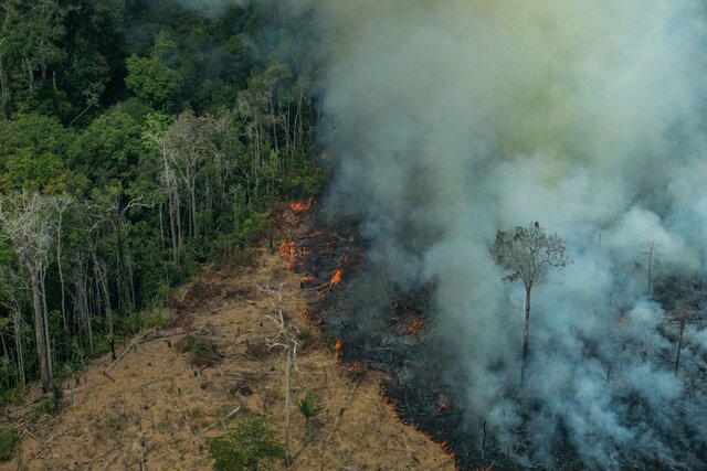 La pérdida de cobertura forestal en el Amazonas llegó a 24.000 km2