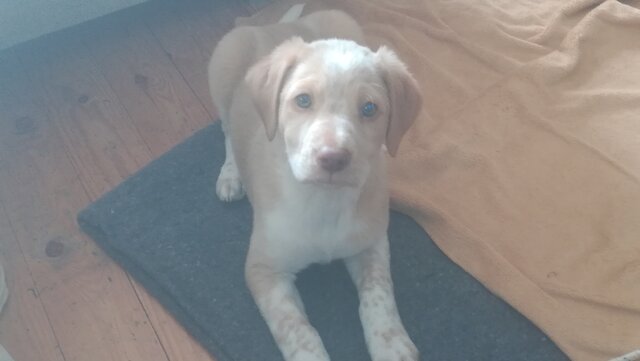 El dia que adopte a mi perro...