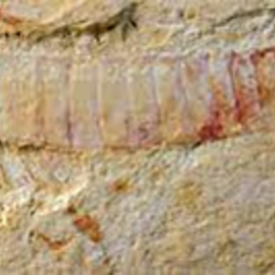 Timeline: ¿De dónde viene y para dónde va el cerebro? La evolución del sistema nervioso