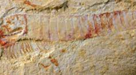 Timeline: ¿De dónde viene y para dónde va el cerebro? La evolución del sistema nervioso