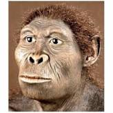 Homo Habilis