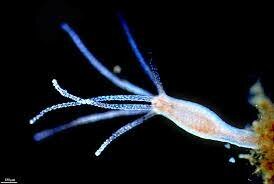 Primeras neuronas Hace 600 millones de años a.c