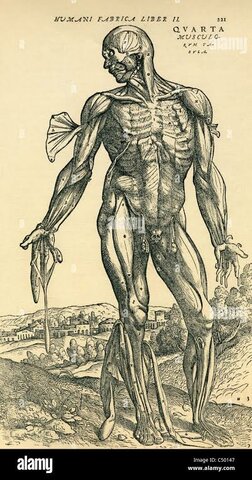 De humani corporis fabrica